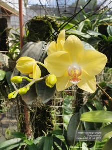 Phalaenopsis Hsinying Fortune