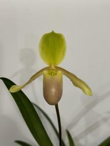 Paphiopedilum Wössner Mini Goldi