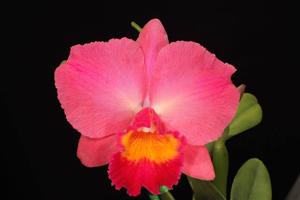 Rhyncholaeliocattleya Dream Circle