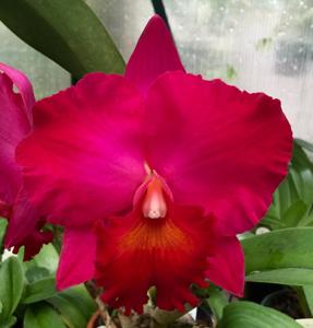 Rhyncholaeliocattleya Dream Circle