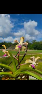 Vanda Jay Mullen