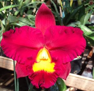 Cattleya Lucky Lips