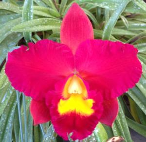 Cattleya Lucky Lips