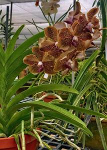 Vanda Rinka