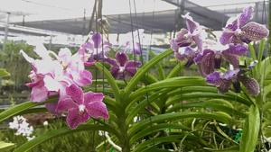 Vanda Rinka