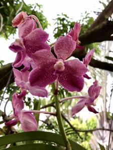 Vanda Rinka