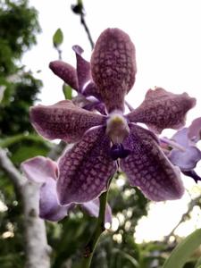 Vanda Rinka