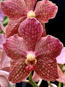 Vanda Rinka