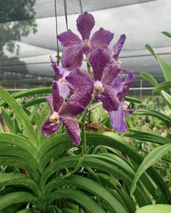 Vanda Rinka