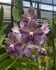 Vanda Rinka