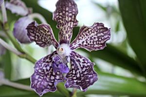 Vanda Rinka