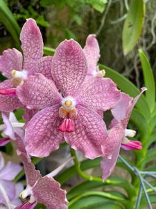 Vanda Rinka