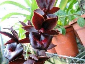 Catamodes Jumbo Rubytex