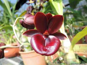 Catamodes Jumbo Rubytex