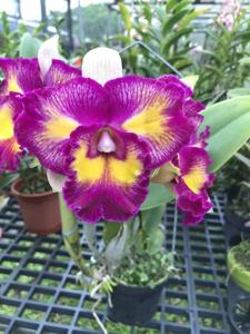 Rhyncholaeliocattleya Rainbow Orient