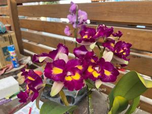 Rhyncholaeliocattleya Rainbow Orient