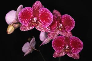 Phalaenopsis Fureshing Speckle