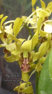 Dendrobium Yaap Solossa