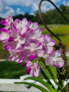 Vandachostylis Janice Allison