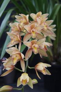 Cymbidium Lovely Shower