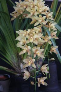 Cymbidium Lovely Shower