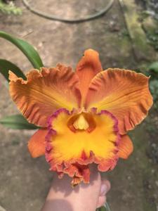 Rhyncholaeliocattleya Taiwan Good Life