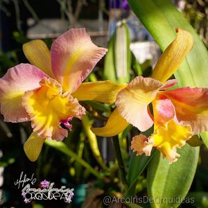 Rhyncholaeliocattleya Luiz Hamilton