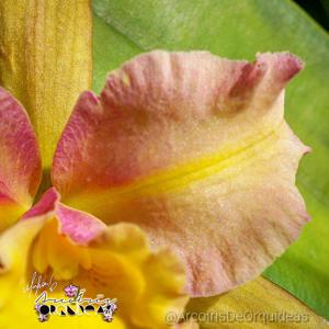 Rhyncholaeliocattleya Luiz Hamilton