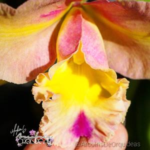 Rhyncholaeliocattleya Luiz Hamilton