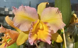 Rhyncholaeliocattleya Luiz Hamilton