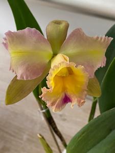 Rhyncholaeliocattleya Luiz Hamilton