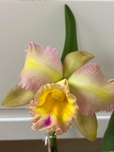 Rhyncholaeliocattleya Luiz Hamilton