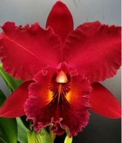 Rhyncholaeliocattleya Ana Maria Braga