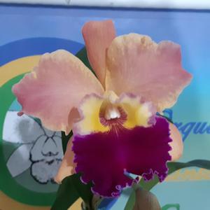 Rhyncholaeliocattleya Suzuki's Treasure