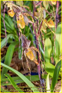 Paphiopedilum Kemp Tower