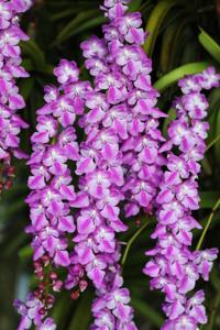 Aerides Brighton Pink