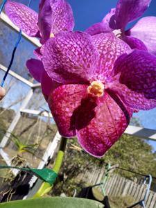 Vanda Fantastic Fanfare