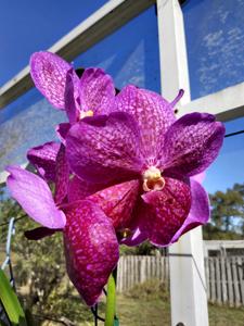 Vanda Fantastic Fanfare