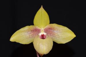 Paphiopedilum Shun-Fa Golden