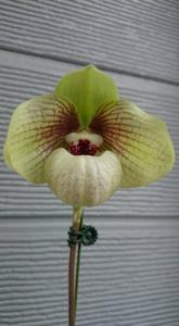 Paphiopedilum Shun-Fa Golden