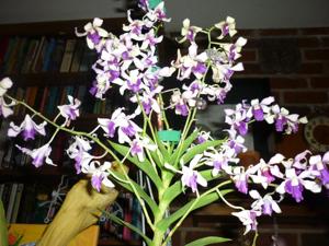 Dendrobium Memoria Lillian Yamada