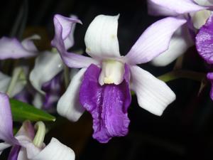 Dendrobium Memoria Lillian Yamada