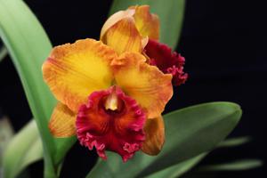 Rhyncholaeliocattleya Yen Golden Masterpiece