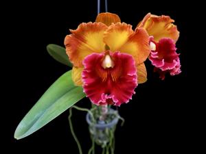 Rhyncholaeliocattleya Yen Golden Masterpiece