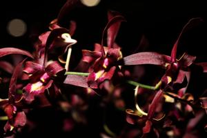 <i>Dendrobium</i> Sonja