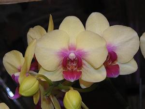 Phalaenopsis Fusheng's Golden Age