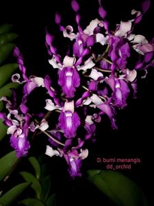 Dendrobium Bumi Menangis