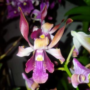 Dendrobium Bumi Menangis