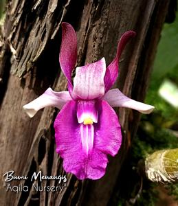 Dendrobium Bumi Menangis