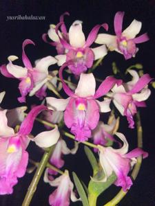 Dendrobium Bumi Menangis